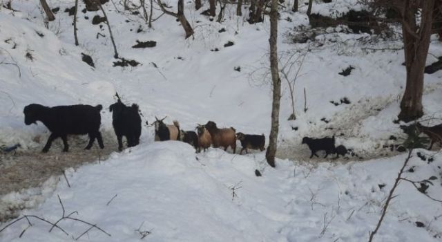 Artvin’de Karda Mahsur Kalan Çobanlar Ve Sürülerini Kurtarıldı