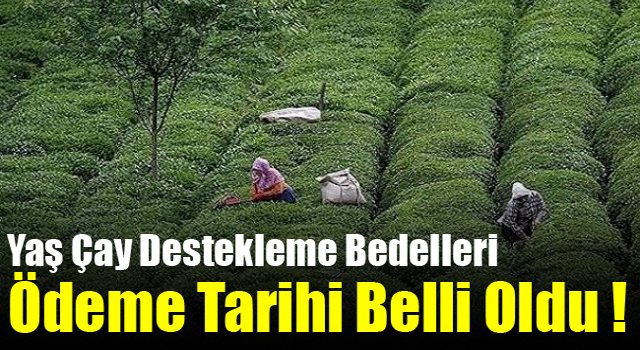 Yaş Çay Destekleme Bedelleri Ödeme Tarihi Belli Oldu !