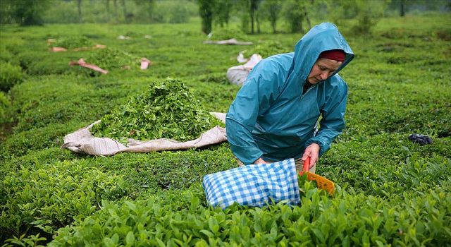 Çay Kanun Taslak Çalışması Bakanlığa Gönderildi