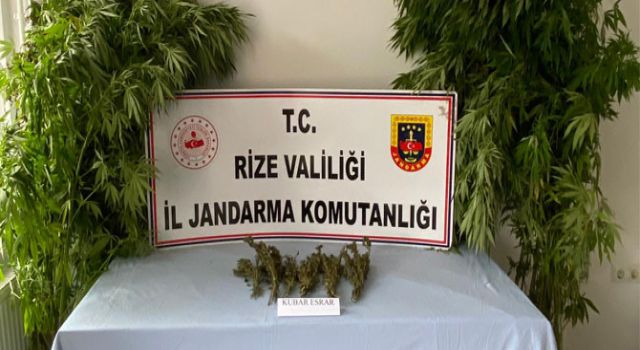 Rize'de 12 Kök Kenevir ile Esrar Ele Geçirildi