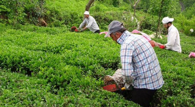 Yaş Çay Sezonu Açıldı