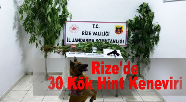 Rize'de 30 Kök Hint Keneviri Ele Geçirildi