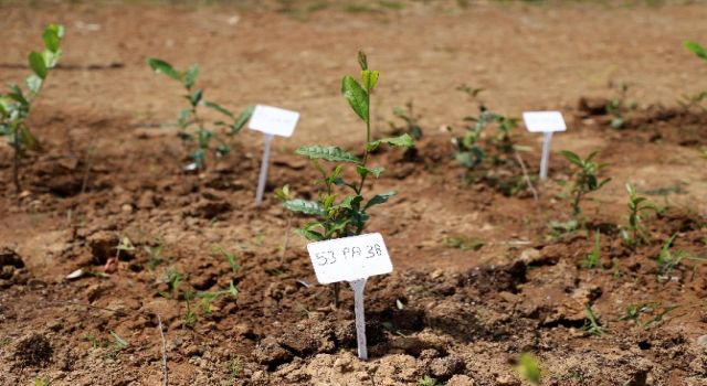 Rize'de Gen Havuzu Çalışmalarıyla Türk Çayının Geleceği Korunuyor