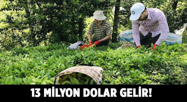 Türkiye'den 9 ayda 115 ülkeye 13,2 milyon dolarlık çay ihraç edildi