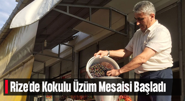 Rize’de Kokulu Üzümler Toplanıyor Pekmez Mesaisi Başladı