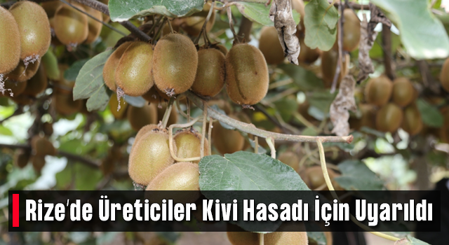 Rize’de Üreticiler Kivi Hasadı İçin Uyarıldı