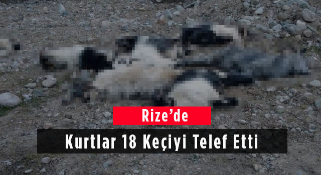 Rize'de Kurtlar 18 Keçiyi Telef Etti