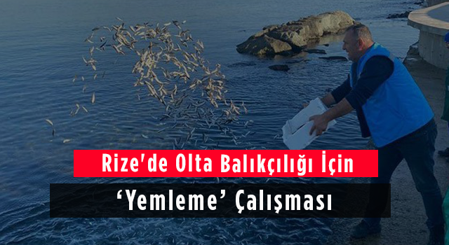 Rize'de Olta Balıkçılığı İçin 'Yemleme' Çalışması