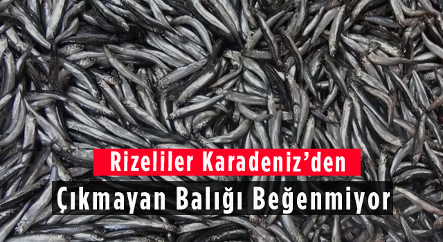 Rizeliler Karadeniz'den Çıkmayan Balığı Beğenmiyor