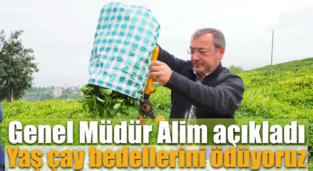 Genel Müdür Alim çay paralarının ödeneceği tarihi açıkladı