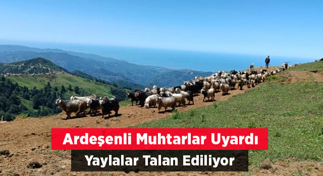 Ardeşen’de 3 muhtar Zizene Yaylasındaki talan için uyardı