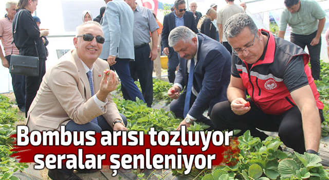 Bombus arısı tozluyor, seralar şenleniyor