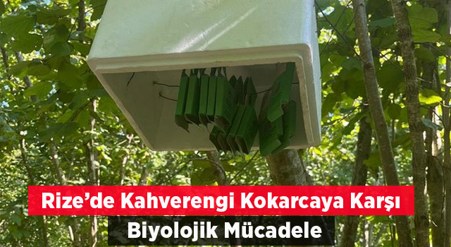 Rize’de Kahverengi Kokarcaya Karşı Biyolojik Mücadele