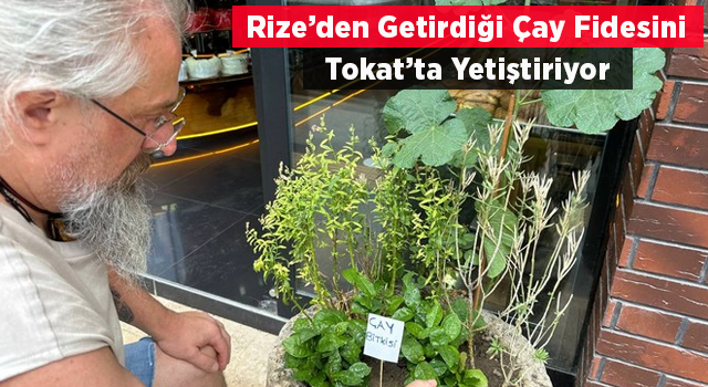 Rize'den getirdiği çay fidesini Tokat'ta iş yerinin önünde yetiştiriyor