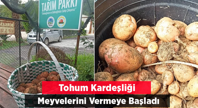 Tohum kardeşliği meyvelerini vermeye başladı