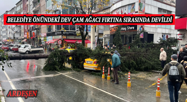 BELEDİYE ÖNÜNDEKİ DEV ÇAM AĞACI ŞİDDETLİ FIRTINA SIRASINDA DEVRİLDİ