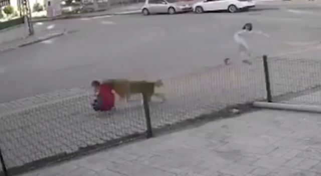 Sonu gelmiyor! Antalya'da sokak köpeğinin çocuğa saldırdığı korku dolu anlar...