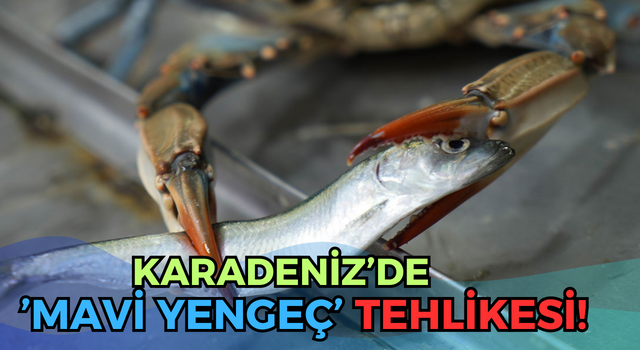 Karadeniz’de ’Mavi Yengeç’ Tehlikesi