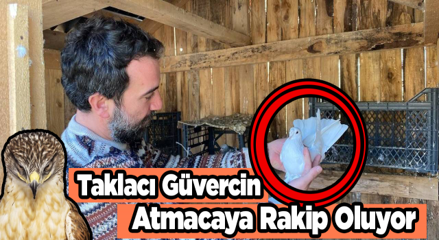 Taklacı Güvercin Atmacaya Rakip Oluyor