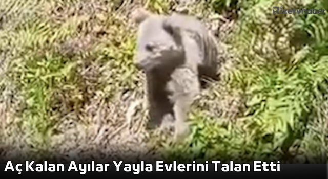 Aç Kalan Ayılar Yayla Evlerini Talan Etti