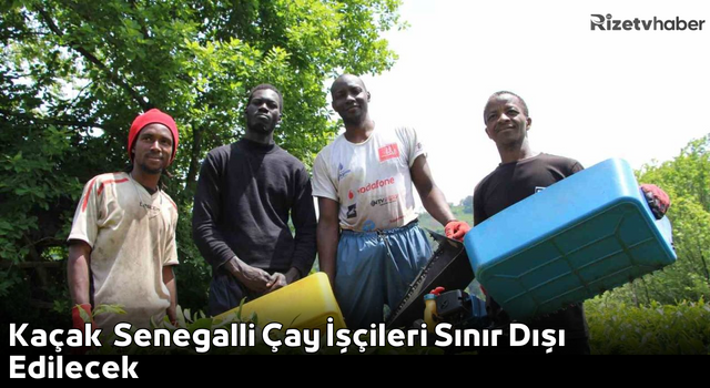 Kaçak Senegalli Çay İşçileri Sınır Dışı Edilecek