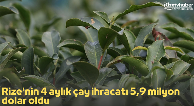 Rize'nin 4 aylık çay ihracatı 5,9 milyon dolar oldu