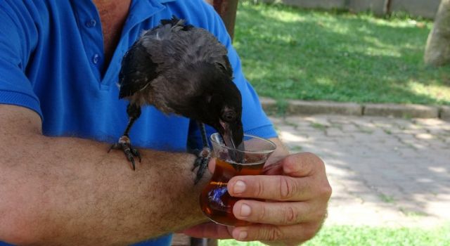 Karga, Rize çayı dışında bir şey içmiyor