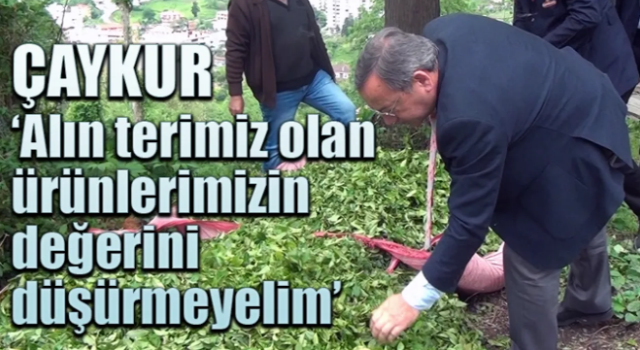 ÇAYKUR tekrar uyardı 'alınterimizin değerini düşürmeyelim'