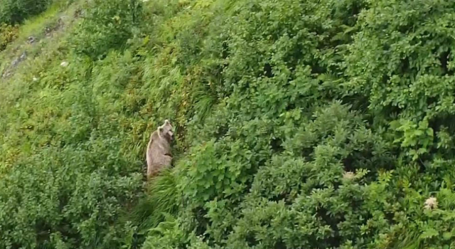 Rize’de yaylada koşturan boz ayı dron ile görüntülendi