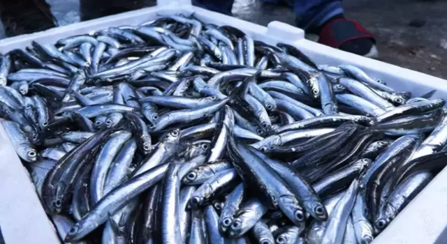 Karadeniz'den Su Ürünleri İhracatında Yüzde 11 Artış