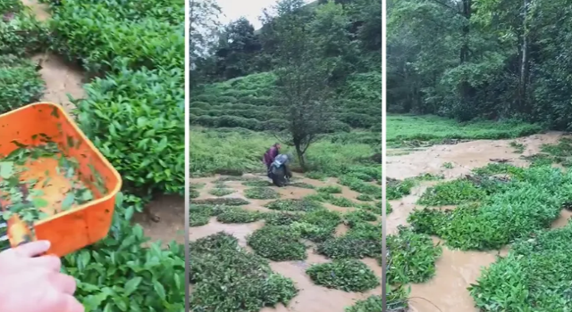 Rize'de Sağanak Yağış Çay Bahçelerini Vurdu, Üreticiler Hasada Devam Etti