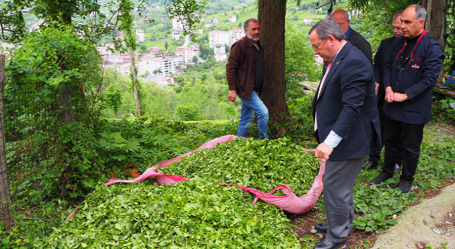 ÇAYKUR, 2024 yılı yaş çay alımlarını tamamladı