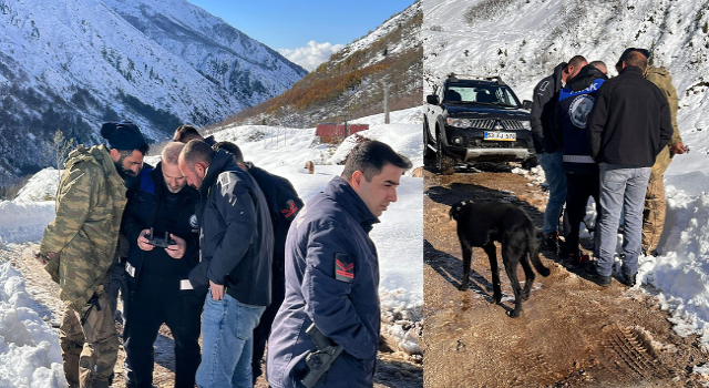 Ayı saldırdığı için ahırdan kaçan sürü 20 gündür Rize'nin karlı dağlarında aranıyor