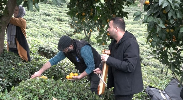 Derepazarı'nda mandalinayı kemençe eşliğinde hasat ettiler