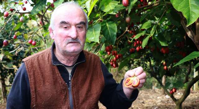 Güney Amerikalı ‘Tamarillo' Rize'de ‘Ağaç domatesi' oldu