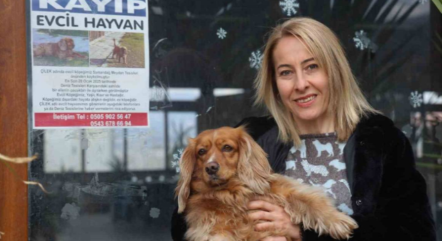 Sokak Sokak Afiş Asarak Aradığı İngiliz Cocker Cinsi Köpeğini Getirene 40 Bin Tl Ödül Verecek