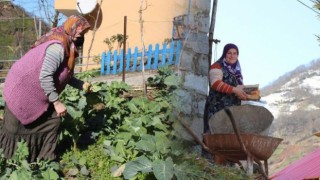 Ardeşen köylerinde kısıtlama hareketliliği