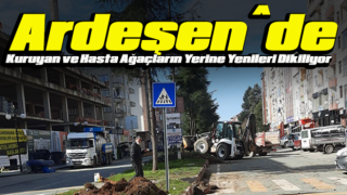 Kuruyan ve Hasta Ağaçların Yerine Yenileri Dikiliyor