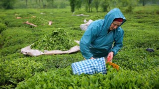 Çay Kanun Taslak Çalışması Bakanlığa Gönderildi