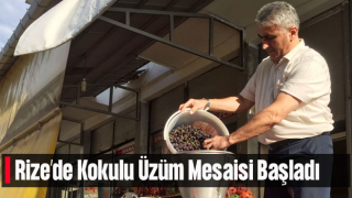 Rize’de Kokulu Üzümler Toplanıyor Pekmez Mesaisi Başladı