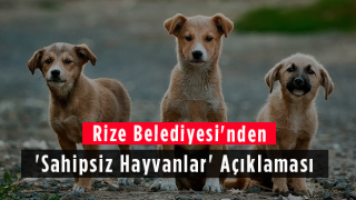 Rize Belediyesi'nden 'Sahipsiz Hayvanlar' Açıklaması