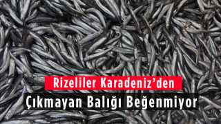 Rizeliler Karadeniz'den Çıkmayan Balığı Beğenmiyor