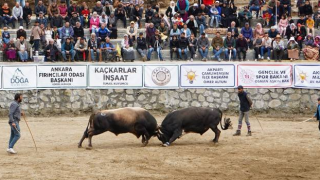 Ayder Boğa Güreşleri Renkli Görüntülere Sahne Oldu