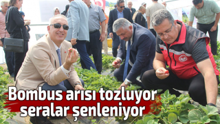 Bombus arısı tozluyor, seralar şenleniyor