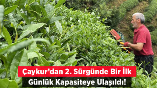 ÇAYKUR, 2. Sürgünde İlk Kez Günlük Kapasiteye Ulaştı