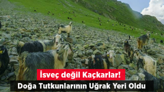 Kaçkar Dağları, Kurban Bayramı tatilinde doğa tutkunlarının uğrak yeri oldu