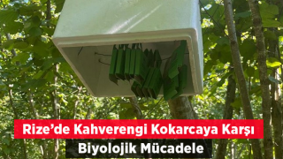 Rize’de Kahverengi Kokarcaya Karşı Biyolojik Mücadele