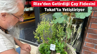 Rize'den getirdiği çay fidesini Tokat'ta iş yerinin önünde yetiştiriyor