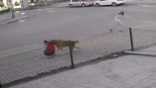 Sonu gelmiyor! Antalya'da sokak köpeğinin çocuğa saldırdığı korku dolu anlar...