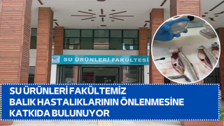 Su Ürünleri Fakültemiz Balık Hastalıklarının Önlenmesine Katkıda Bulunuyor